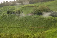 Ama Stays and Trails Tea Estate Bungalows , Munnar - Pet friendly