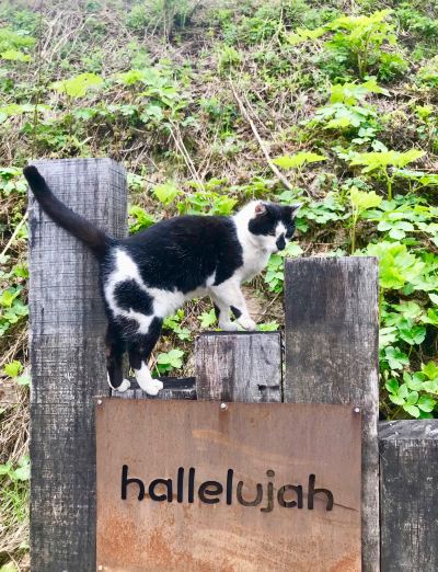 その他 Yoichi hallelujah guest house 余市ゲストハウスはれるやの写真