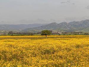 디 올드 팜 아스포델리 - 어른 전용