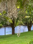Forth River Cottage - Luxury Bed and Breakfast by the River