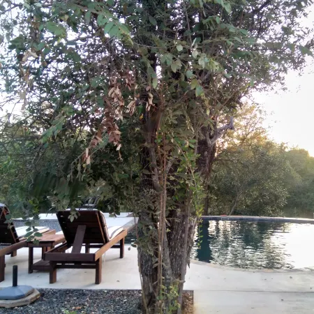 Leadwood Tree Safari Lodge