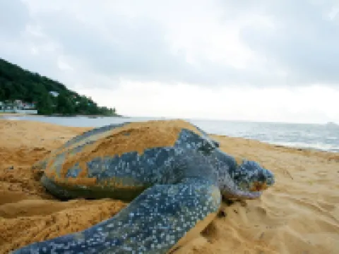 スイート ドリームス ブルダ - セレニテ & プール カイエンヌのホテル