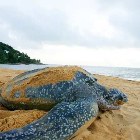 Sweet Dreams Bourda - Sérénité & Piscine