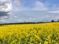 The Old Estate Office Nr Grantley Hall