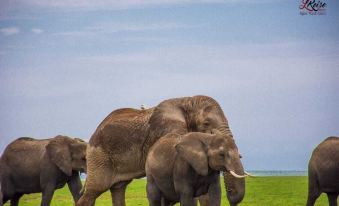 Amanya King Lion 1-Bed Wigwam in Amboseli