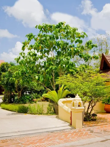 รูปภาพของเอื้องคำ รีสอร์ท ลำปาง