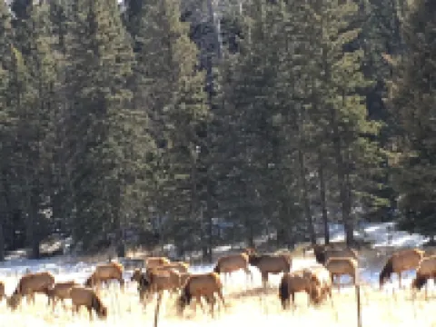 Ski in Ski Out From 10,000' Where Living in the Mountains is all it Should be