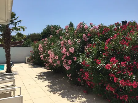 At the edge of the Arcachon basin, recent villa 4/6 persons with swimming pool Отели рядом с достопримечательностью «Aqualand Bassin d Arcachon»