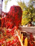 Grape Valley Moming Homestay Hotels in Turpan