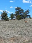 The Bighorn Cabin overlooking Elevenmile Canyon Reservoir