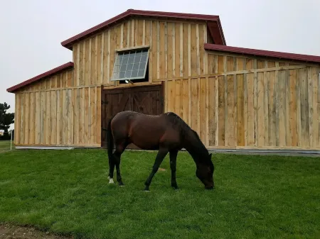 Horsing Around In The Barn (Pet friendly)