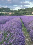 House, private pool, at the foot of Mont Ventoux between Sault and Monieux Hotels in Monieux