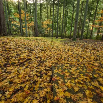 Kadoya