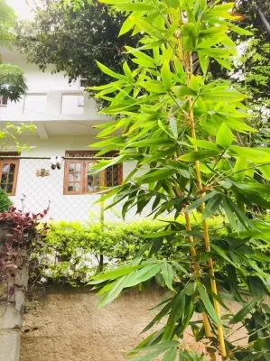 Toropi Homestay