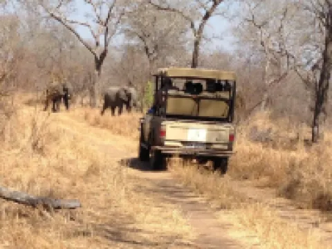 The Wild Olive Tree Camp