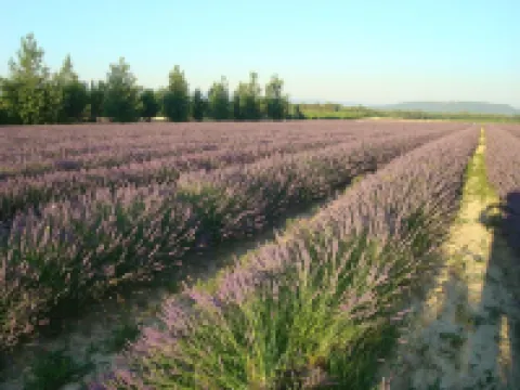 GIte in a quiet hamlet near Gordes