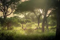 Baobab Tented Camp - breakfast