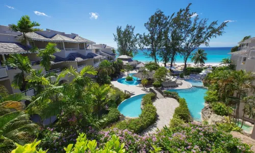 Bougainvillea Barbados
