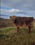 Immaculate Cabin 5 Mins to Inverness Dogs Welcome - 2 stelle