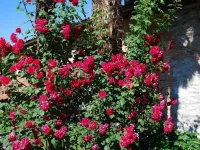 Hotel&Hostel Montarina Hotels in Lugano