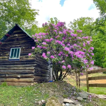 Cozy Cabin: Peaceful Haven in the Heart of Nature