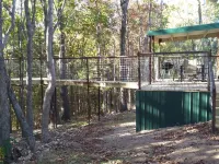 Cabin with a tree house on a working buffalo farm near the Buffalo River.