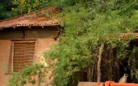 Mahua Kothi A Taj Safari Bandhavgarh National Park