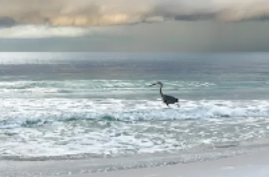 Gorgeous coastal townhome with washer/dryer, close to beach, & dog-friendly