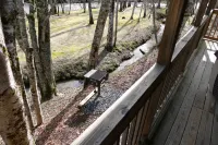 Linville River Log Cabins - Bergblick