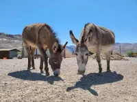 Death Valley Gateway Suite-A Hotels in Beatty