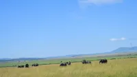Goshen Mara