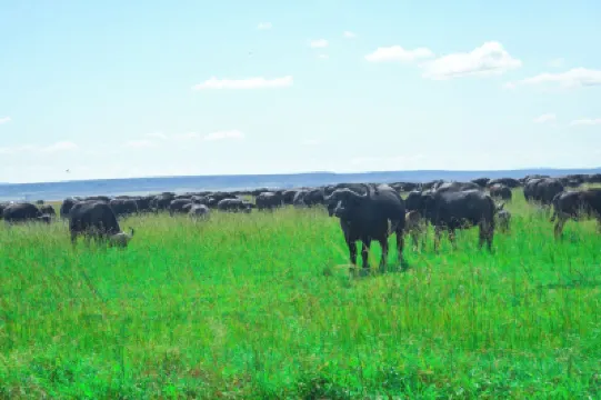 โกเชน มารา โรงแรมใน