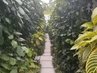 Paradise Palms Hotels in Thoddoo
