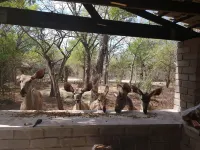 Klein Huisie (Little House) Self Catering Africa Bush Vacation in Marloth Park