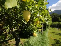 B&B Villa Catiè Hotels in Gragnano