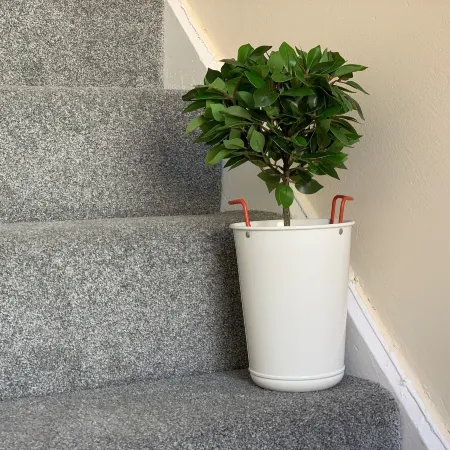 Buccleuch Apartment