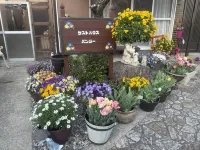 Guest House Pansy