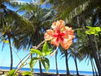 Costa Rica Paradise Right on the Beach!!! with FAST FIBER OPTIC WIFI included