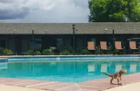 Dinosaur Inn & Suites - Pool