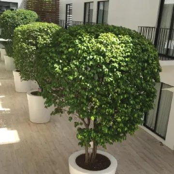 The Tides Hotel Boracay