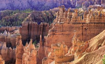 Bryce Canyon Pines