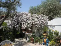 B&B la Rosa Antica Hotels in Vignacastrisi
