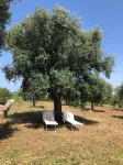 Perfect Oasis Among Olive Trees and Private Pool, for an Authentic Experience!