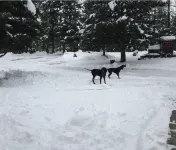 Dog and horse friendly property in Seeley Lake, MT, minutes drive to beaches