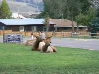 Cozy Home 10 blocks from Yellowstone Park