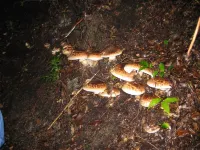 Nouka Minpaku Mirainouen