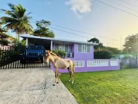 Purple Sunset - Walk to Malecon & Beaches Hotels near Bahía Bioluminiscente