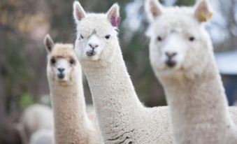 Glenhope Alpaca Farm Suites