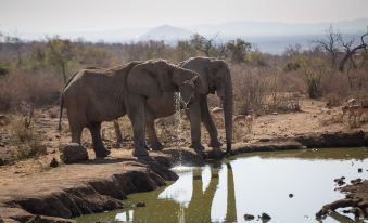 Royal Madikwe Game Lodge