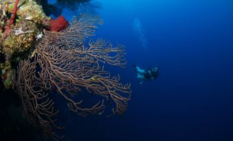 Holiday Inn Resort Grand Cayman